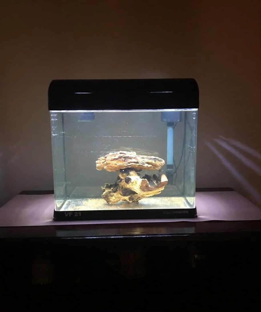 shrimp keeping