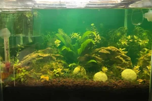 what does cycling a shrimp tank mean