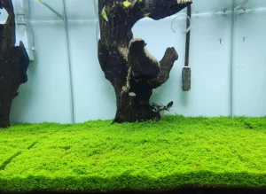 shrimp tank setup