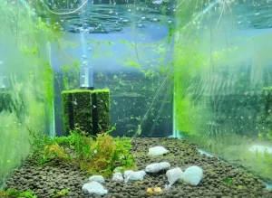 Rosie's Shrimp Keeping | Your Guide to Freshwater Shrimp Tanks