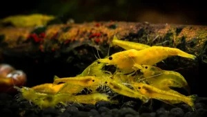 Rosie's Shrimp Keeping | Your Guide to Freshwater Shrimp Tanks