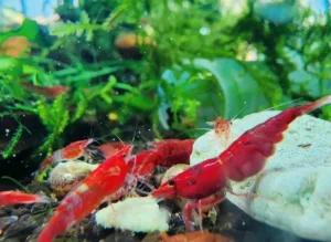 Rosie's Shrimp Keeping | Your Guide to Freshwater Shrimp Tanks