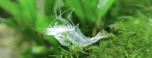failed moult neocaridina shrimp