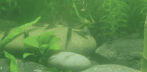 shrimp safe tank mates